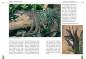 Preview: Faltengeckos
